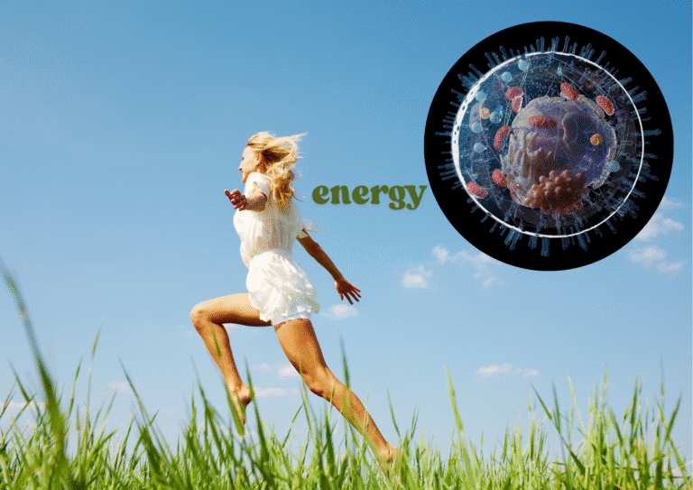 I mitocondri: le centrali energetiche che definiscono il tuo stato di salute